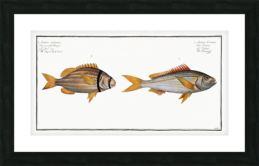 1. Cuning Sparus Cuning 2. Striped Gilt-head Sparus vittatus Picture Frame print