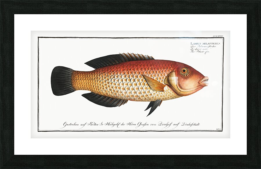 Black-fin Labrus melapterus Picture Frame print