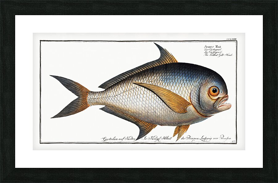 Toothed Gild-Head Sparus Raii Picture Frame print