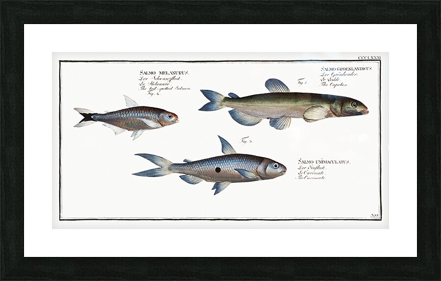 1. Capelan Salmo groenlandicus 2. Tail-spotted Salmon Salmo melanurus 3. Curimate Salmo unimaculatus Picture Frame print