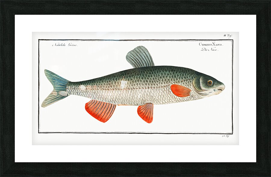Nase-Carp Cyprinus Nasus Picture Frame print