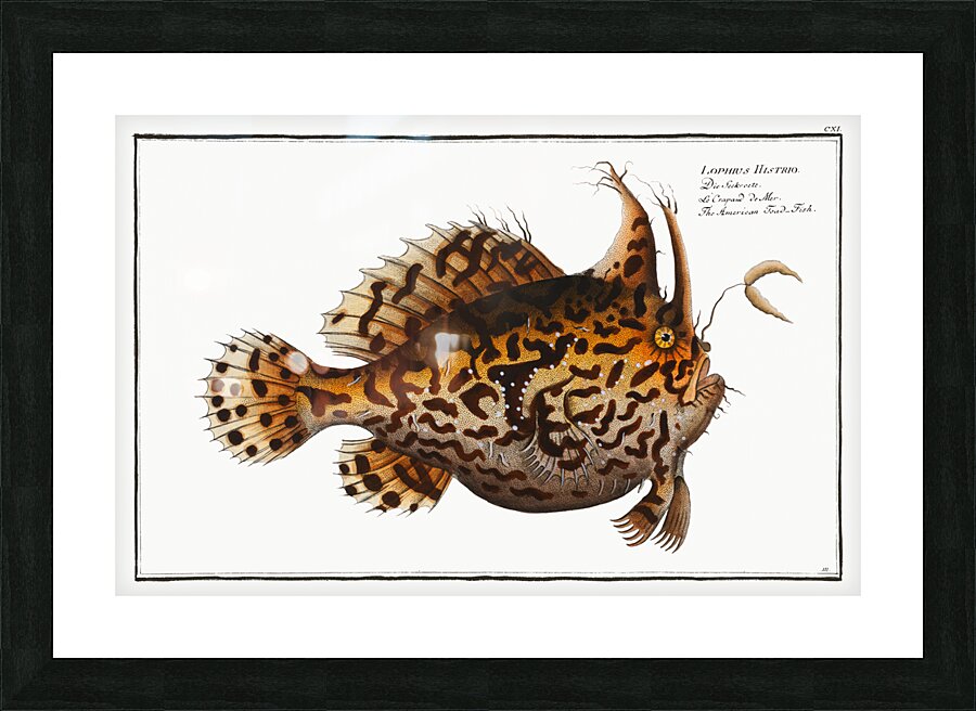 American Toad-Fish Lophius Histrio Picture Frame print