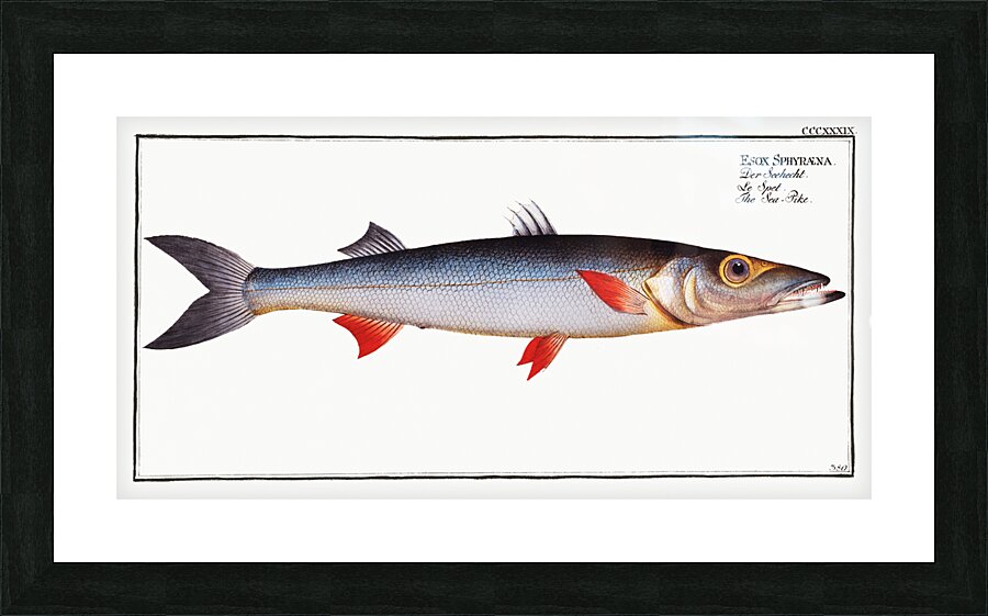 Sea-Pike Esox Sphyraena Picture Frame print