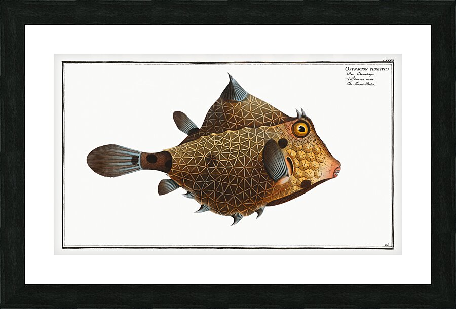 Turret-Porter Ostracion Turritus Picture Frame print