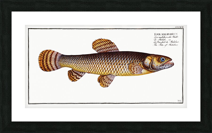Pike of Malabar Esox malabaricus Picture Frame print