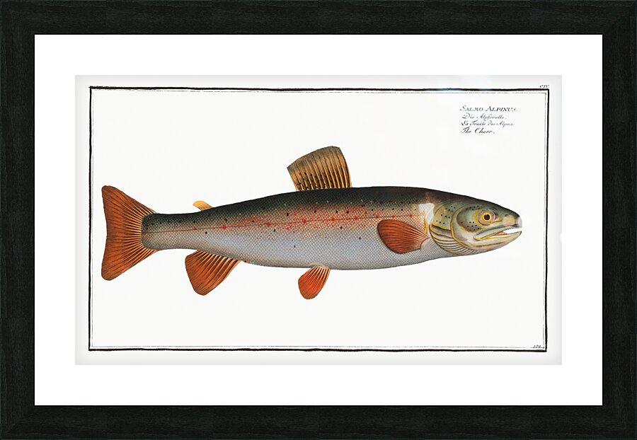 Charr Salmo Alpinus Picture Frame print