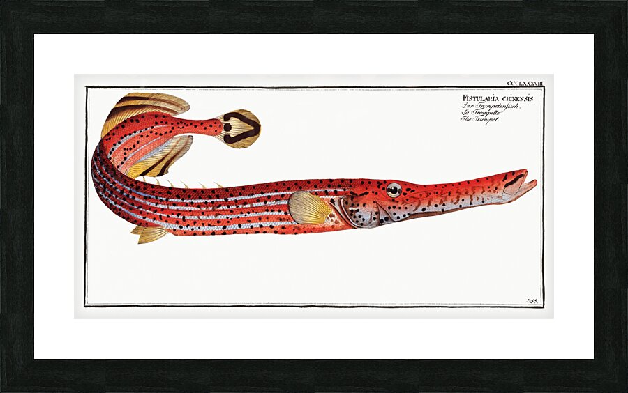 Trumpet Fistularia chinensis Picture Frame print