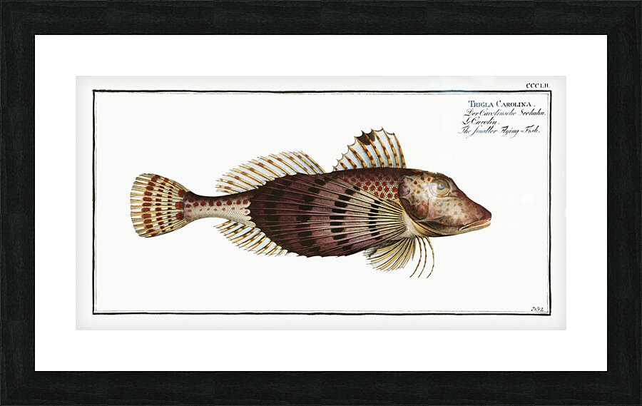 Smaller Flying-Fish Trigla Carolina Picture Frame print