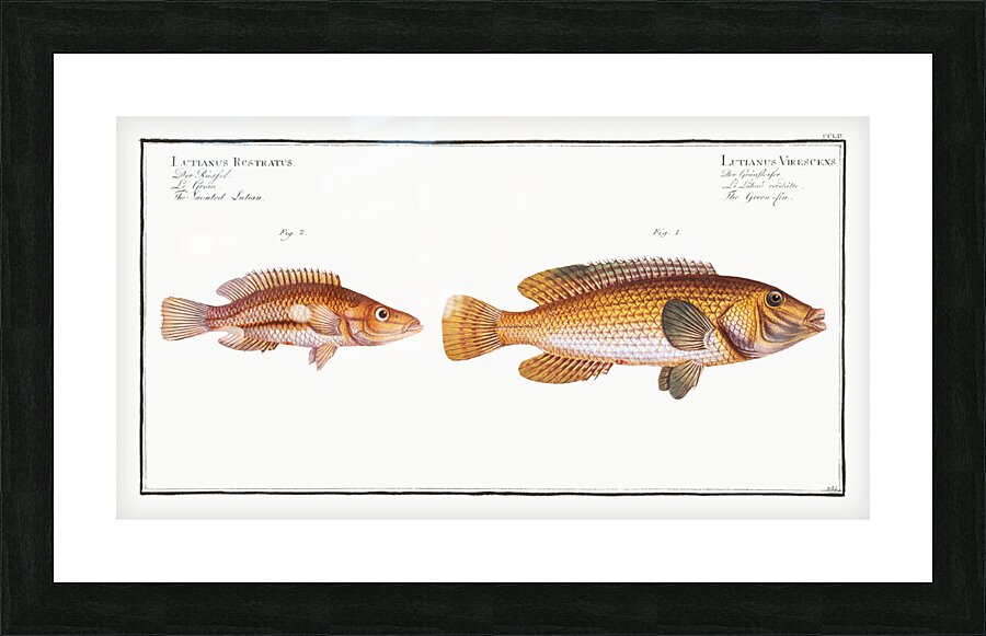 1. Green-fin Lutianus Virescens 2. Snouted Lutian Lutianus Rcstratus Picture Frame print