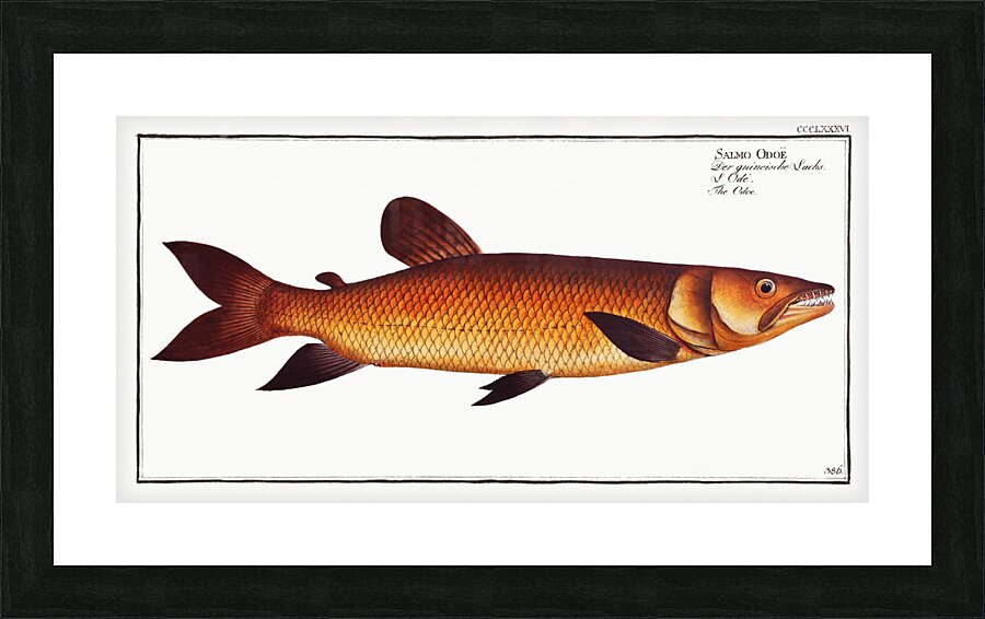 Odoe Salmo Odoe Picture Frame print