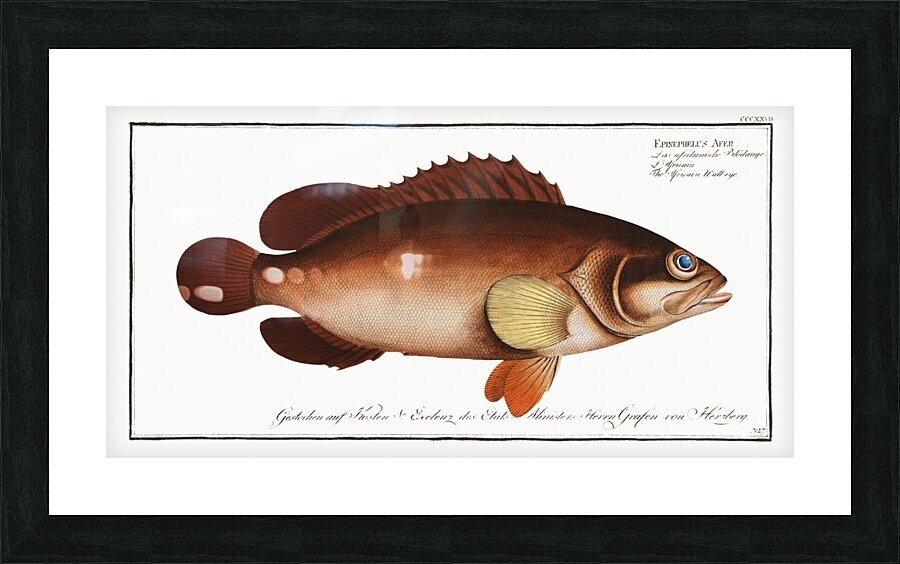 Africain Wall-eye Epinephelus Afer Picture Frame print
