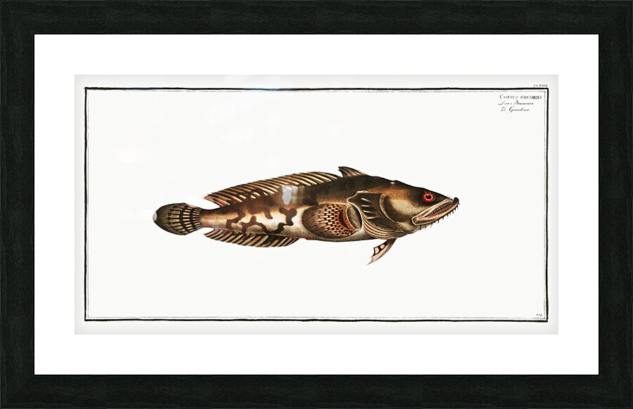 Gottus gruniens Picture Frame print