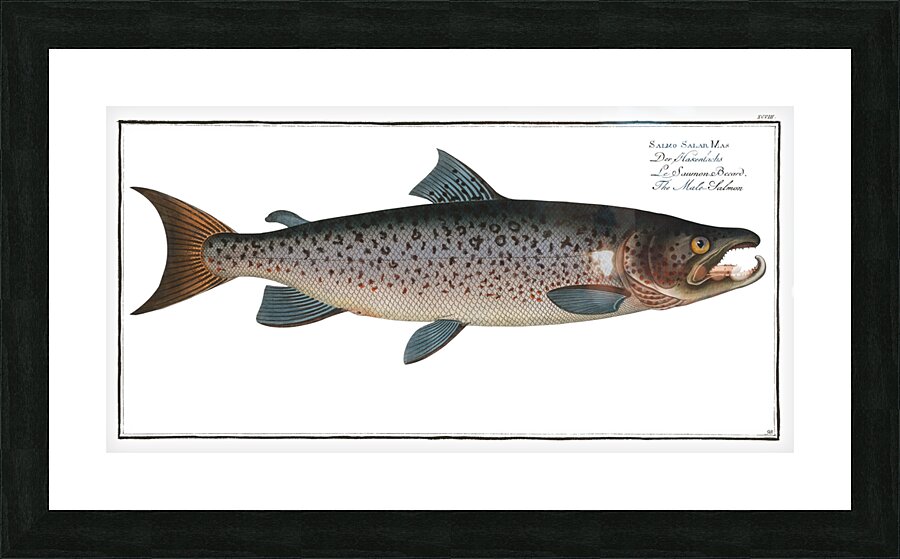 Male-Salmon Salmo Salar Mas Picture Frame print