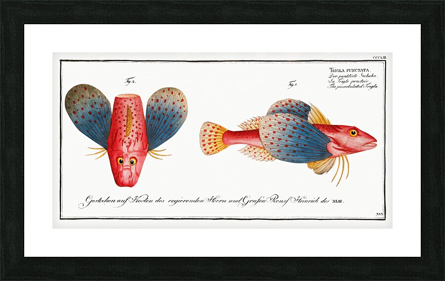Punctulated Trigla Trigla punctata Picture Frame print