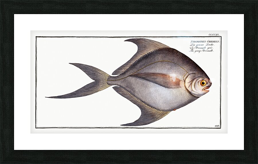 Gray Stromate Stromateus cinereus Picture Frame print