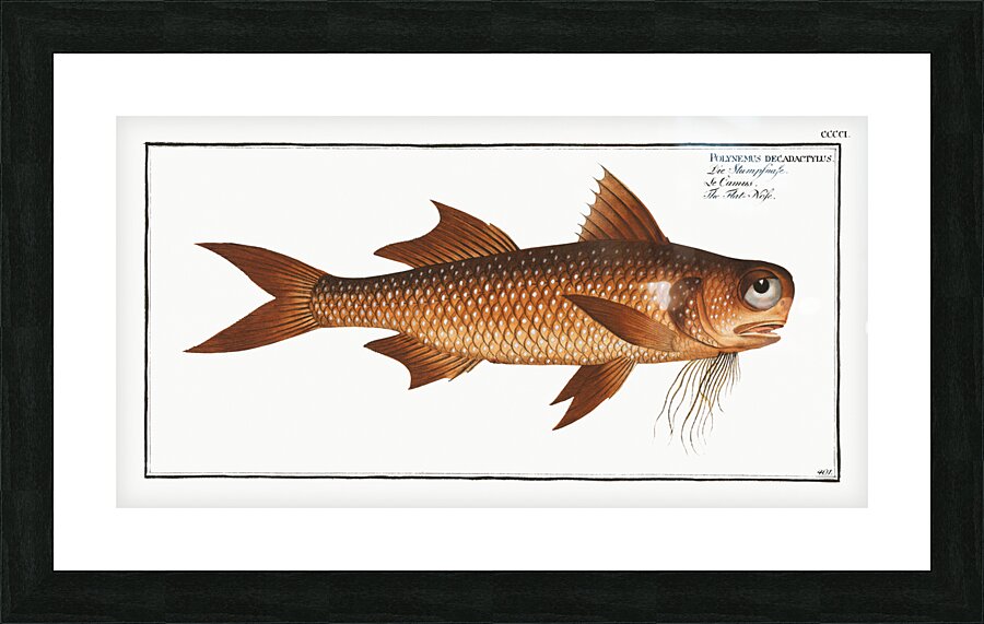 Flat-Nose Polynemus decadactylus Picture Frame print