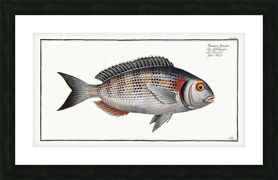 Gilt-Head Sparus Aurata Picture Frame print