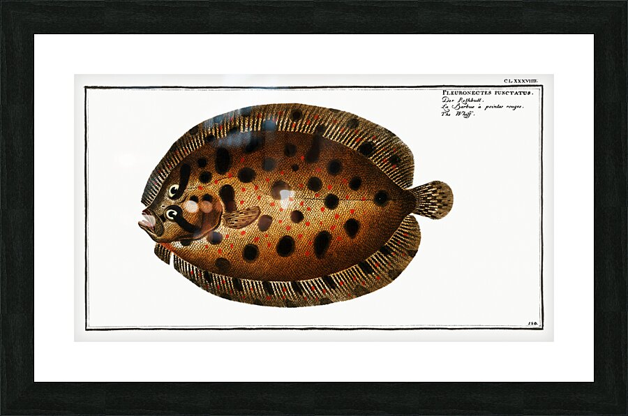 Whiff Pleuronectes punctatus Picture Frame print