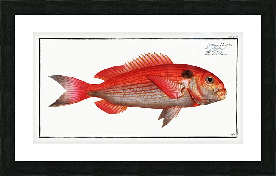 Sea-Bream Sparus Pargus Picture Frame print