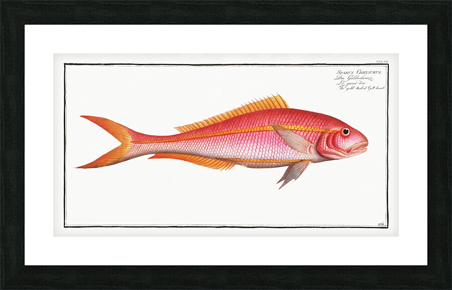 Gold-tailed Gilt-head Sparus Chrysurus Picture Frame print
