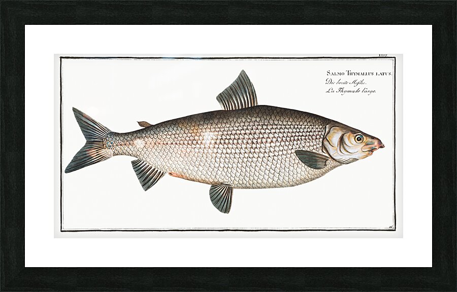 Broad-Gwiniad Salmo Thymallus latus Picture Frame print