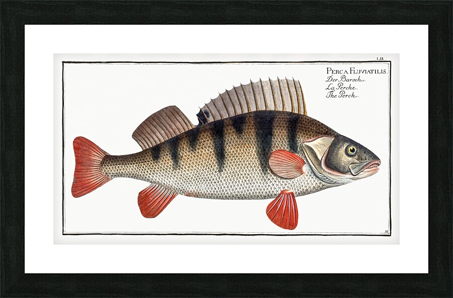 Perch Perca Fluviatilis Picture Frame print
