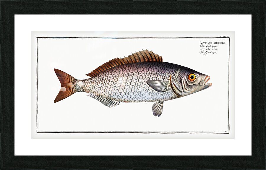 Gold-eye Lutianus chrysops Picture Frame print