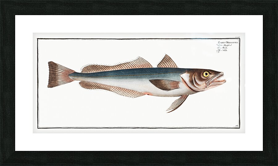 Hake Gadus Merluccius Picture Frame print