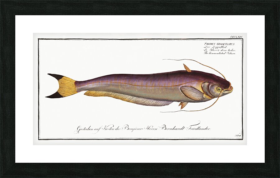 Bimaculated Silure Silurus bimaculatus Picture Frame print