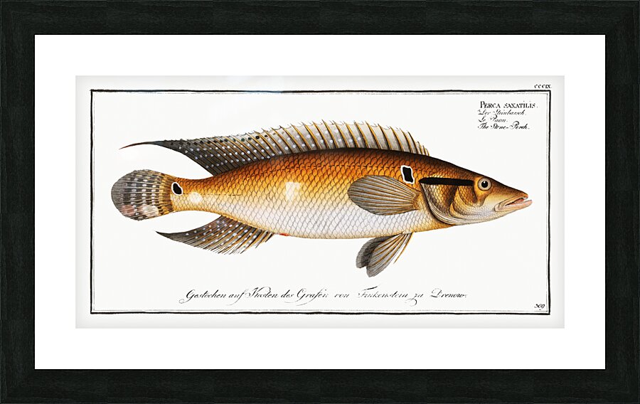 Stone-Perch Perca saxatilis Picture Frame print