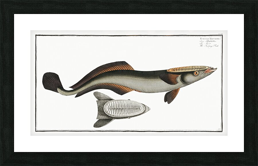 Sucking-Fish Echeneis Neucrates Picture Frame print