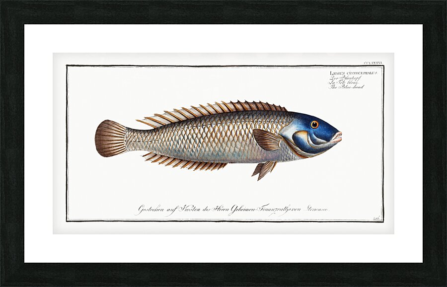 Blue-head Labrus cyanocephalus Picture Frame print