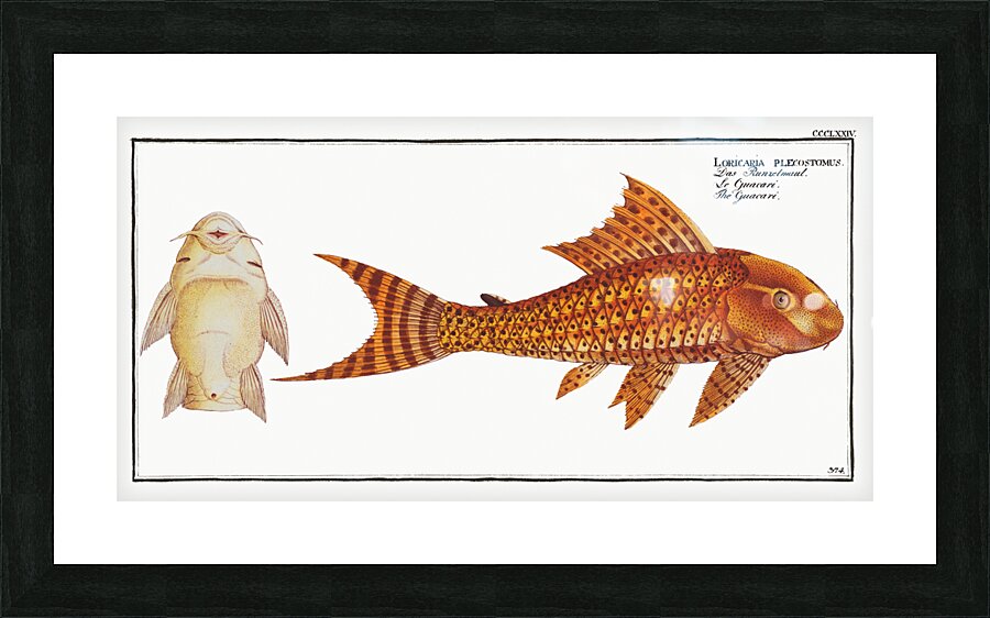 Guacari Loricaria plecostomus Picture Frame print