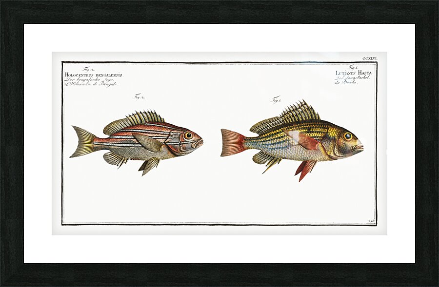 1. Lutjanus Hasta 2. Holocentrus bengalensis Impression et Cadre photo
