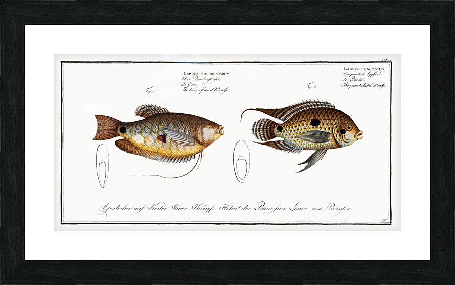1. Punctulated Wrasse Labrus punctatus 2. Hair-finned Wrasse Labrus trichonterus Picture Frame print