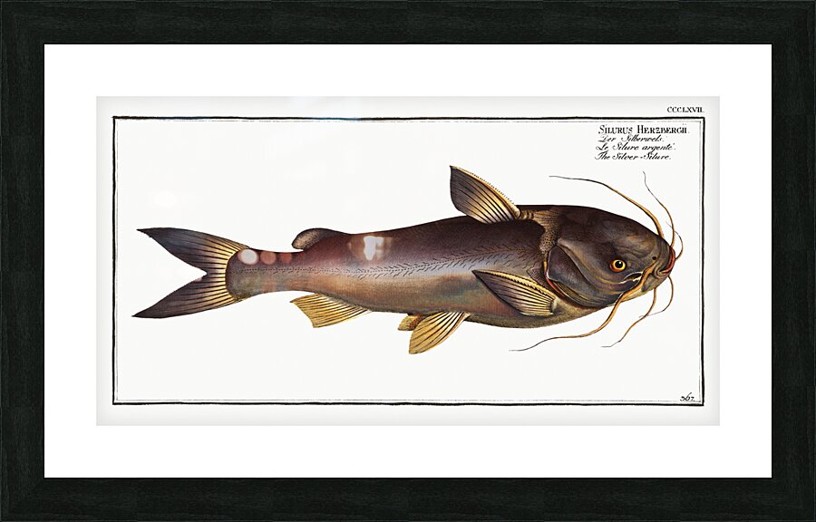 Silver-Silure Silurus Herzbergii Picture Frame print