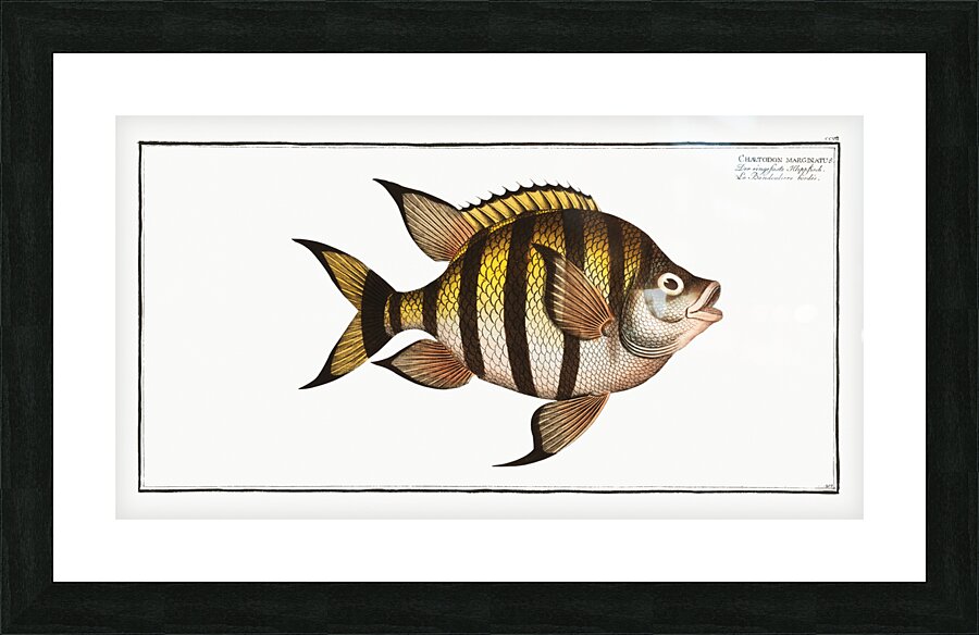 Chaetodon marginatus Picture Frame print
