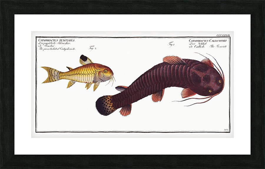 1. Tamoate Cataphractus Callychthis 2. Punctulated Cataphracte Cataphractus punctatus Picture Frame print