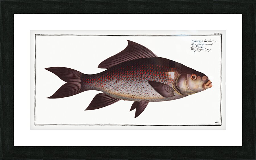 Fringed Carp Cymbrinus fimbriatus Picture Frame print