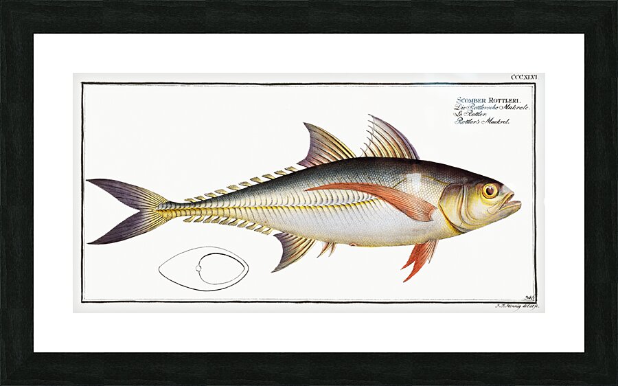 Rottlers Mackrel Scomber Rottleri Picture Frame print