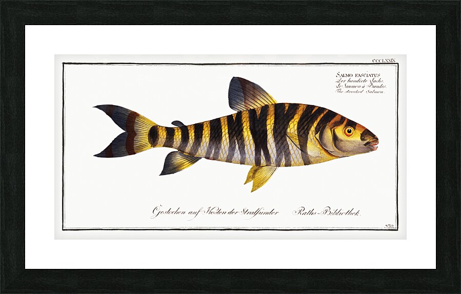 Streaked Salmon Salmo fasciatus Picture Frame print