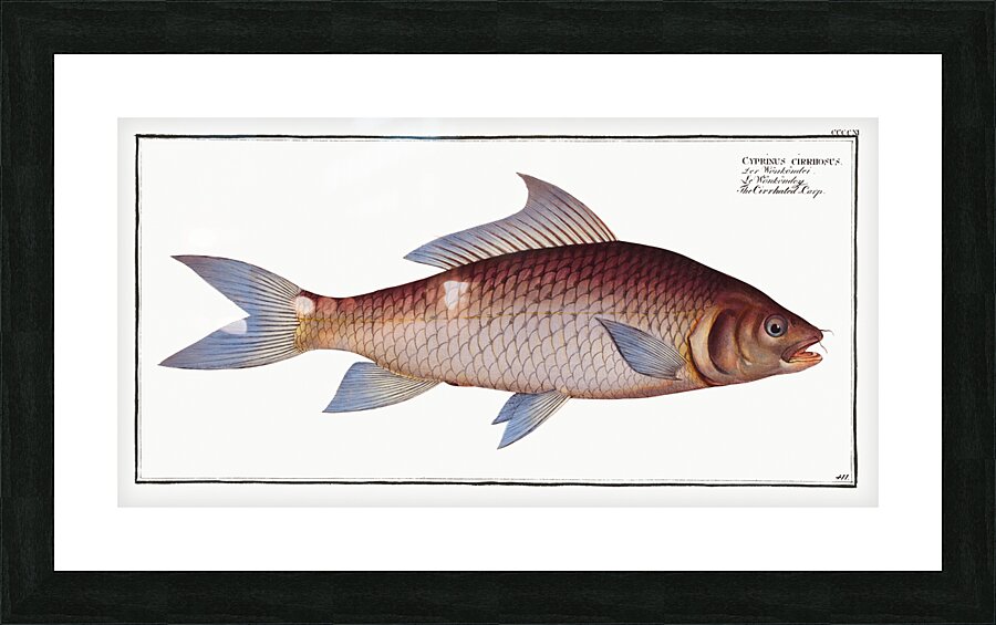 Cirrhated Carp Cyprinus cirrhosus Picture Frame print