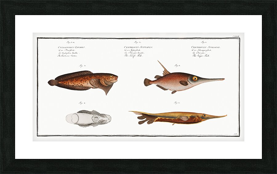1. Snipe-Fish Centriscus Scolopax 2. Knife Fish Centriscus Scutatus 3. 4. Unctuous Sucker Cyclopterus Liparis Picture Frame print