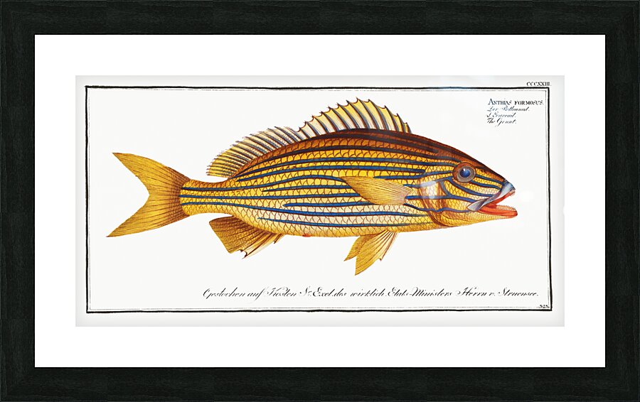 Grunt Anthias formosus Picture Frame print