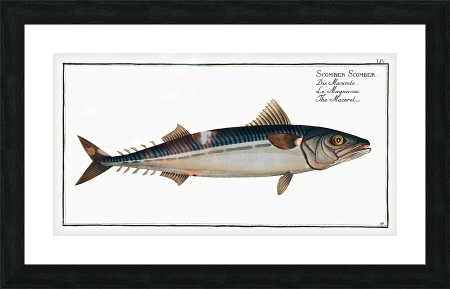 Mackrel Scomber Scomber Picture Frame print