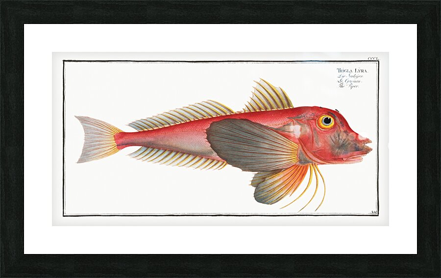 Piper Trigla Lyra Picture Frame print