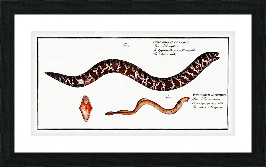 1. Chain-Fish Gymnothorax catenatus 2. Silver-Lamprey Petromyzon agrenteus Picture Frame print