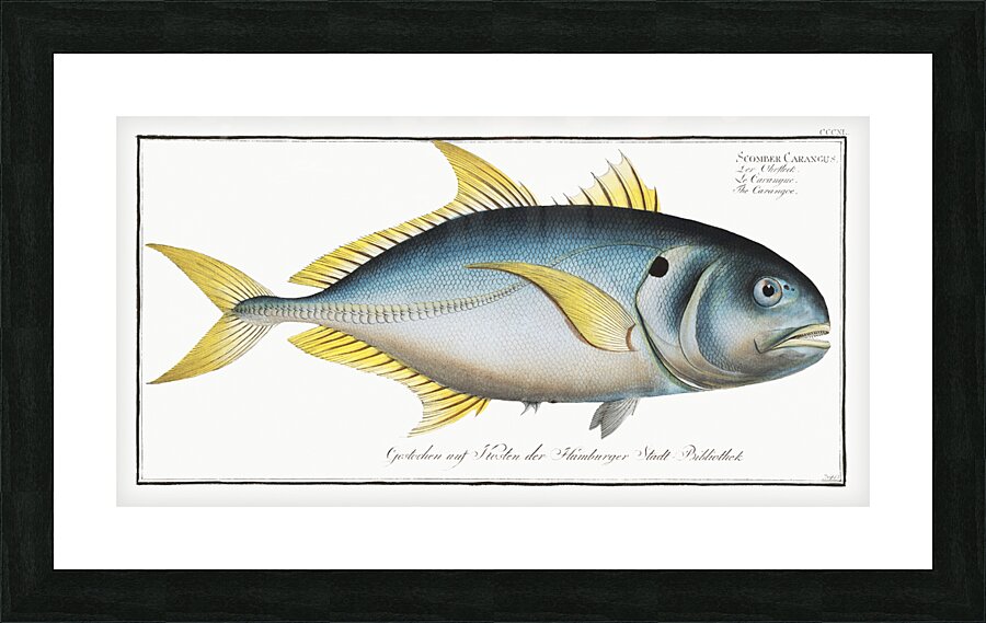 Carangoe Scomber Carangus Picture Frame print