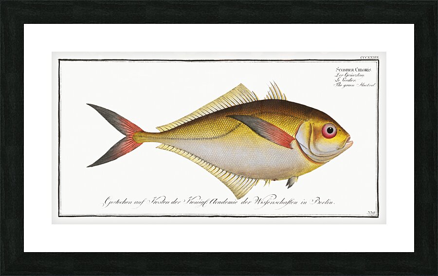 Green Mackrel Scomber Chloris Picture Frame print