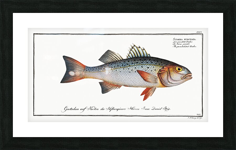 Punctulated Umber Sciaena punctata Picture Frame print
